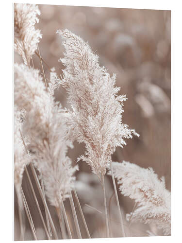 Foam board print Pampas grass, detail