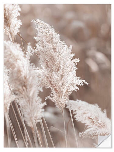 Selvklæbende plakat Pampas grass, detail