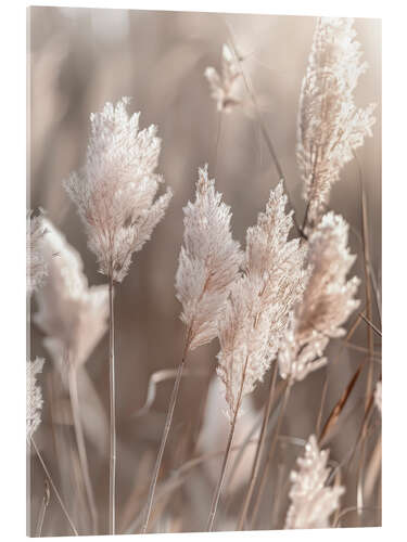 Acrylic print Idyllic pampas grass