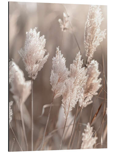 Quadro em alumínio Idyllic pampas grass