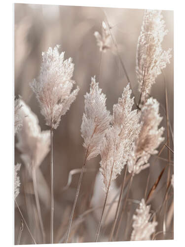 Foam board print Idyllic pampas grass