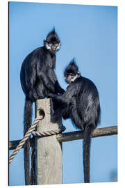 Aluminium print François' langur, Laos