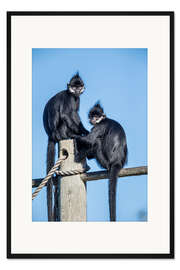 Gerahmter Kunstdruck Tonkin-Schwarzlangur, Laos