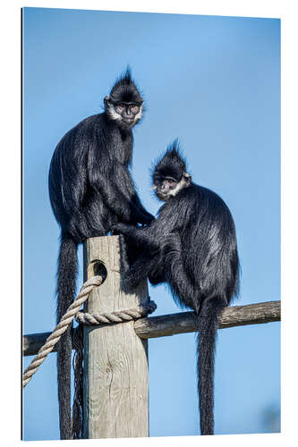 Galleritryck François' langur, Laos