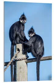 Gallery print François&#039; langur, Laos