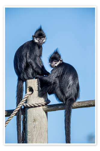 Juliste François' langur, Laos