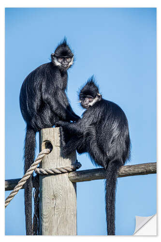 Selvklebende plakat François' langur, Laos