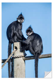 Naklejka na ścianę François' langur, Laos