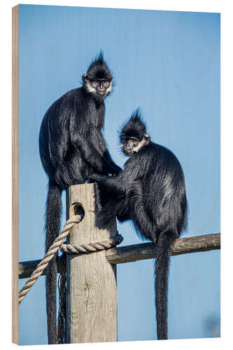 Holzbild Tonkin-Schwarzlangur, Laos