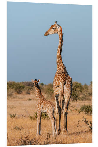 Foam board print A southern giraffe, Mashatu Game Reserve, Botswana