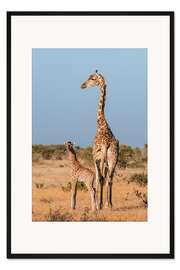 Gerahmter Kunstdruck Eine südliche Giraffe, Mashatu Game Reserve, Botswana