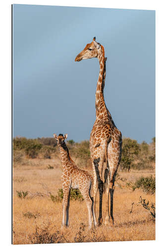 Gallery print A southern giraffe, Mashatu Game Reserve, Botswana