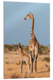 Galleriprint A southern giraffe, Mashatu Game Reserve, Botswana