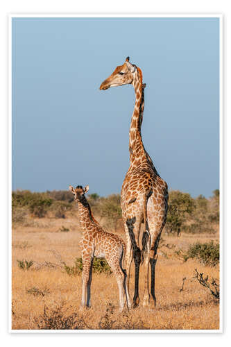 Poster Eine südliche Giraffe, Mashatu Game Reserve, Botswana