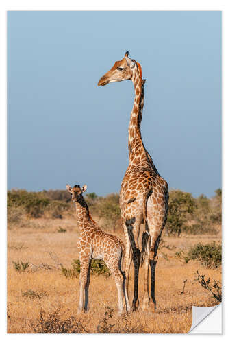 Selvklebende plakat A southern giraffe, Mashatu Game Reserve, Botswana