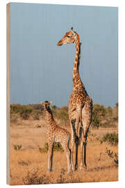 Wood print A southern giraffe, Mashatu Game Reserve, Botswana