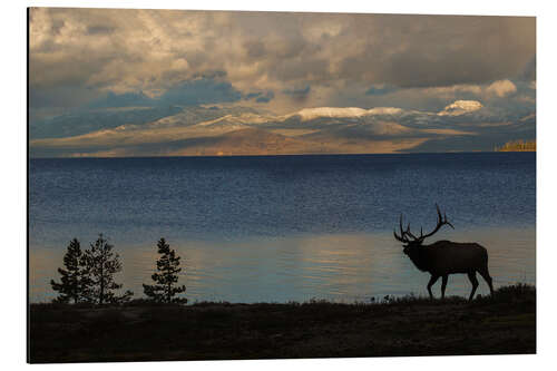 Aluminium print Bull elk silhouette at Yellowstone, Wyoming