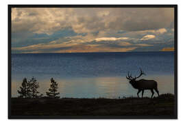 Gerahmter Kunstdruck Silhouette eines Elches im Yellowstone, Wyoming