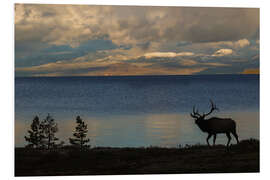 Foam board print Bull elk silhouette at Yellowstone, Wyoming