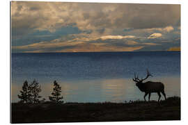 Gallery print Bull elk silhouette at Yellowstone, Wyoming