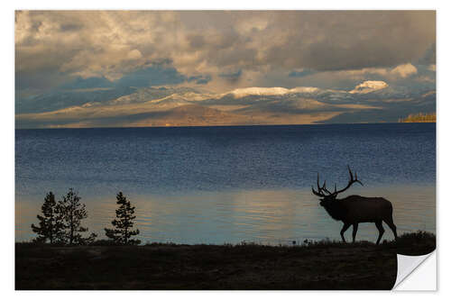 Autocolante decorativo Bull elk silhouette at Yellowstone, Wyoming