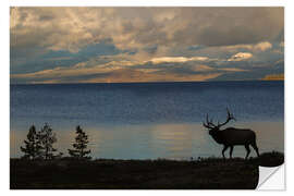 Naklejka na ścianę Bull elk silhouette at Yellowstone, Wyoming