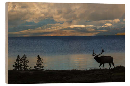 Holzbild Silhouette eines Elches im Yellowstone, Wyoming