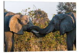 Print på aluminium Two African elephants, Okavango Delta, Botswana