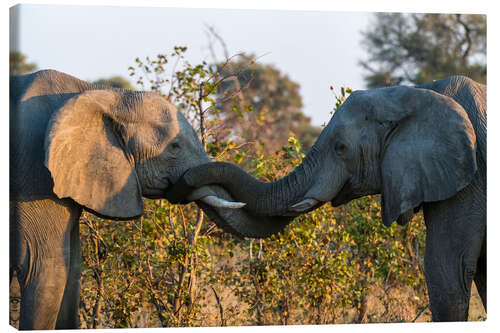 Leinwandbild Zwei afrikanische Elefanten, Okavango Delta, Botswana