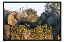 Gerahmter Kunstdruck Zwei afrikanische Elefanten, Okavango Delta, Botswana