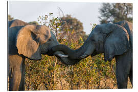 Galleriprint Two African elephants, Okavango Delta, Botswana