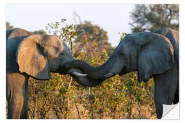 Naklejka na ścianę Two African elephants, Okavango Delta, Botswana