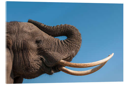 Acrylic print African elephant, Abu Camp, Okavango Delta, Botswana