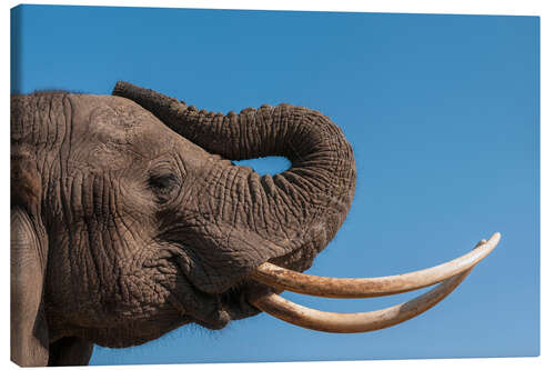 Canvas-taulu African elephant, Abu Camp, Okavango Delta, Botswana