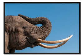 Gerahmter Kunstdruck Afrikanischer Elefant, Abu Camp, Okavango Delta, Botswana