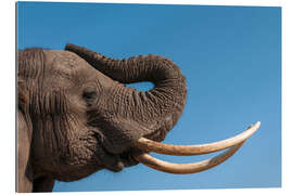 Quadro em plexi-alumínio African elephant, Abu Camp, Okavango Delta, Botswana