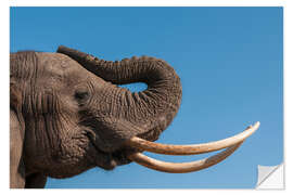 Naklejka na ścianę African elephant, Abu Camp, Okavango Delta, Botswana