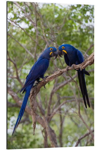 Tableau en aluminium Two Hyacinth macaws, Mato Grosso Do Sul State, Brazil