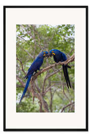 Gerahmter Kunstdruck Zwei Hyazinth-Aras, Bundesstaat Mato Grosso Do Sul, Brasilien