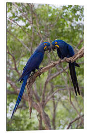 Gallery print Two Hyacinth macaws, Mato Grosso Do Sul State, Brazil