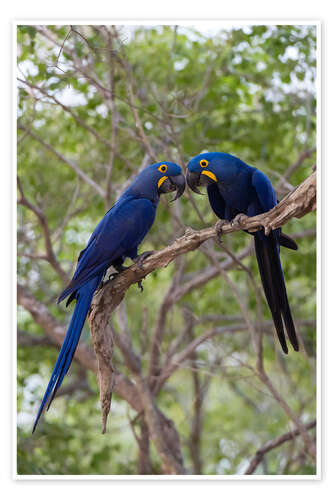 Poster Two Hyacinth macaws, Mato Grosso Do Sul State, Brazil