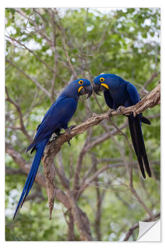 Selvklebende plakat Two Hyacinth macaws, Mato Grosso Do Sul State, Brazil