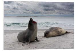 Aluminium print Young southern elephant seals, Sea Lion Island, Falkland Islands