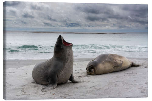 Leinwandbild Junge Südliche See-Elefanten, Sea Lion Island, Falklandinseln