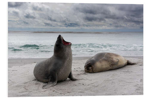 PVC-tavla Young southern elephant seals, Sea Lion Island, Falkland Islands