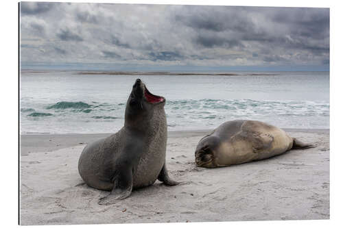 Gallery print Young southern elephant seals, Sea Lion Island, Falkland Islands