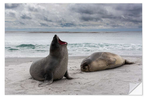 Sticker mural Young southern elephant seals, Sea Lion Island, Falkland Islands