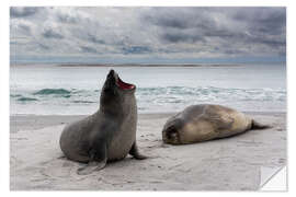 Naklejka na ścianę Young southern elephant seals, Sea Lion Island, Falkland Islands