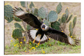 Aluminium print Crested caracara alighting, Laguna Seca, South Texas