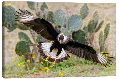 Canvas-taulu Crested caracara alighting, Laguna Seca, South Texas